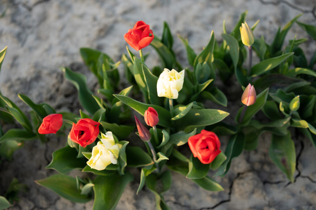 De bloemenpluktuin is een nieuw project van Restaurant Roste Muis. De tuin bevindt zich vlak tegenover het restaurant aan de Drijdijk nr 2, 9988 Waterland-Oudeman.
